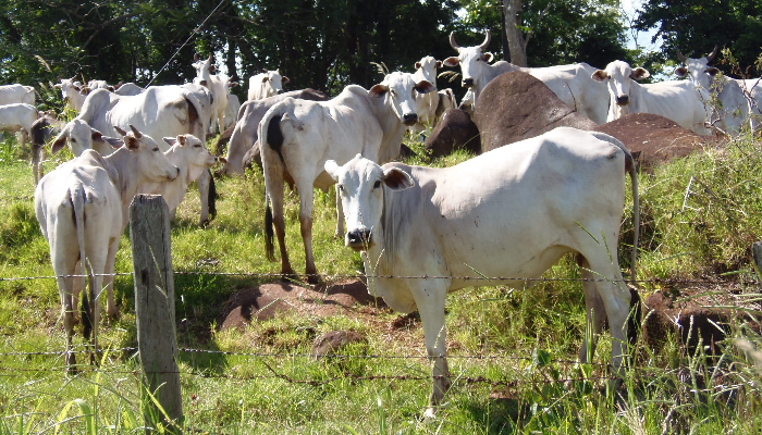 Pa Ses Voltam A Comprar Carne Bovina Brasileira E Movimentam Mercado