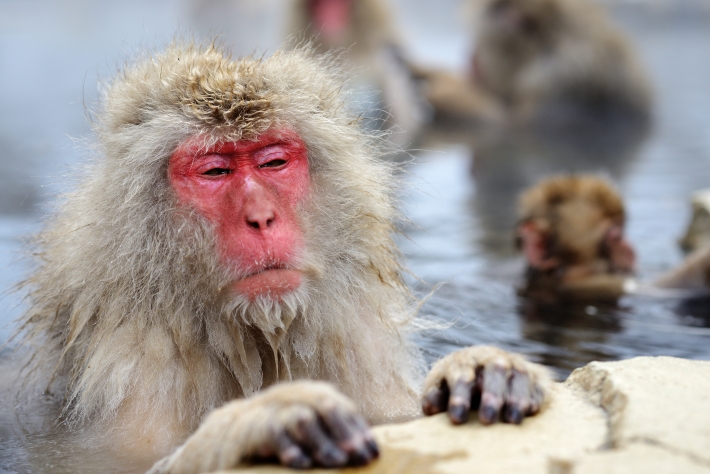 O macaco de Wall Street? Conheça a história de 2 primatas