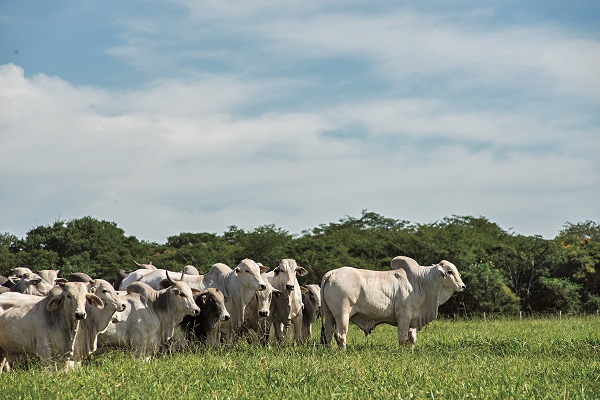 Minerva conclui aquisição de dois frigoríficos de ovinos na Austrália
