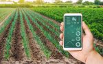 A imagem mostra uma pessoa com um smartphone diante de uma plantação, e serve para ilustrar a matéria que fala sobre ações do agronegócio.