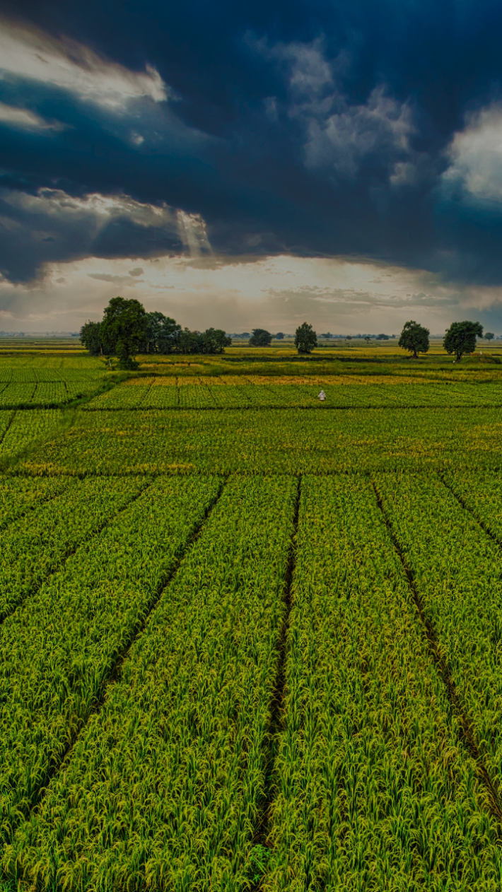 Trade do Dia: Ágora recomenda compra de SLC Agrícola ON (SLCE3)