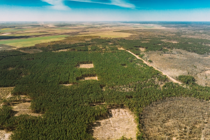COP 27: onde investir com a retomada do protagonismo ambiental do Brasil