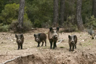 Quanto custa a multa por caçada a javalis?
