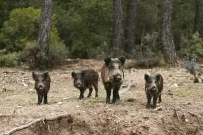 Família de 4 javalis na natureza.