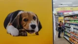 Imagem de loja com painel com filhote de cachorro em primeiro plano.