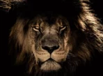 Retrato da cabeça de leão africano olhando diretamente para a câmera.