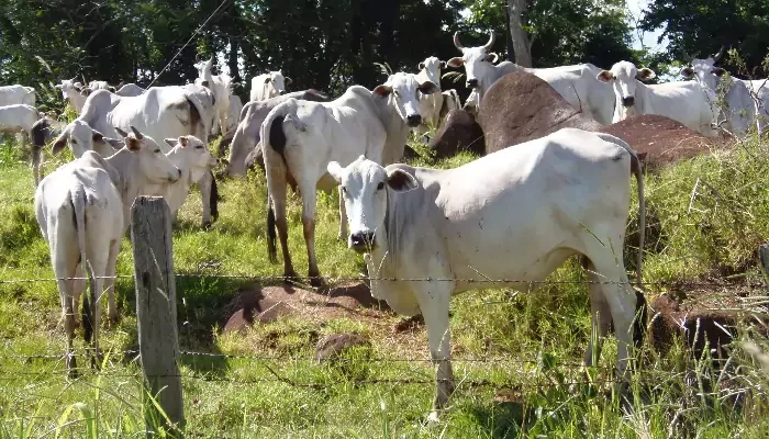 Gestora investe na australiana Rumin8 para reduzir emissões de metano do gado