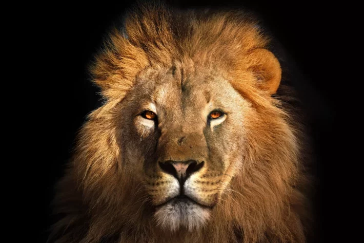 Imagem mostra cabeça de leão olhando fixamente para a frente.