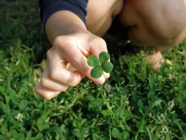 Dia de Sorte: veja quanto faturaram apostas de 6 acertos. Foto: Envato Elements