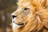 Imagem mostra close de cabeça de leão olhando para longe.