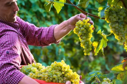 Trabalhador cortando uvas brancas de videiras.