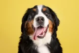 Imagem mostra retrato de simpático cachorro com a língua de fora olhando para a câmera.