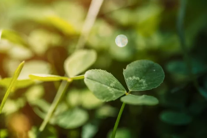 Quina sorteia R$ 6,7 milhões nesta quarta (8); veja como participar. Foto: Envato Elements