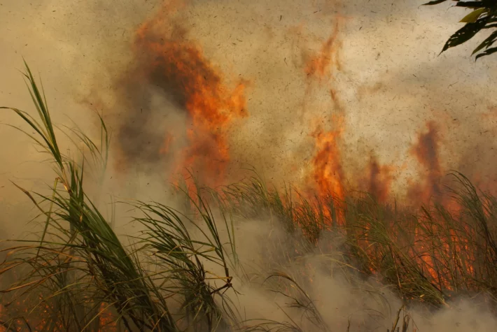 Labaredas de fogo em incêndio em canavial. (Imagem: Angela Köhler em Adobe Stock)