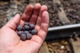 Pelotas de taconita de minério de ferro na mão de um trabalhador da mineração.