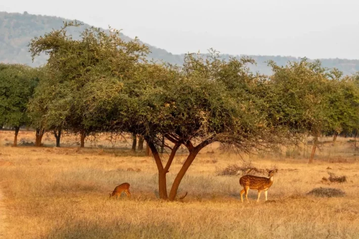 África do Sul anuncia Uber Safari; veja quanto custará cada corrida