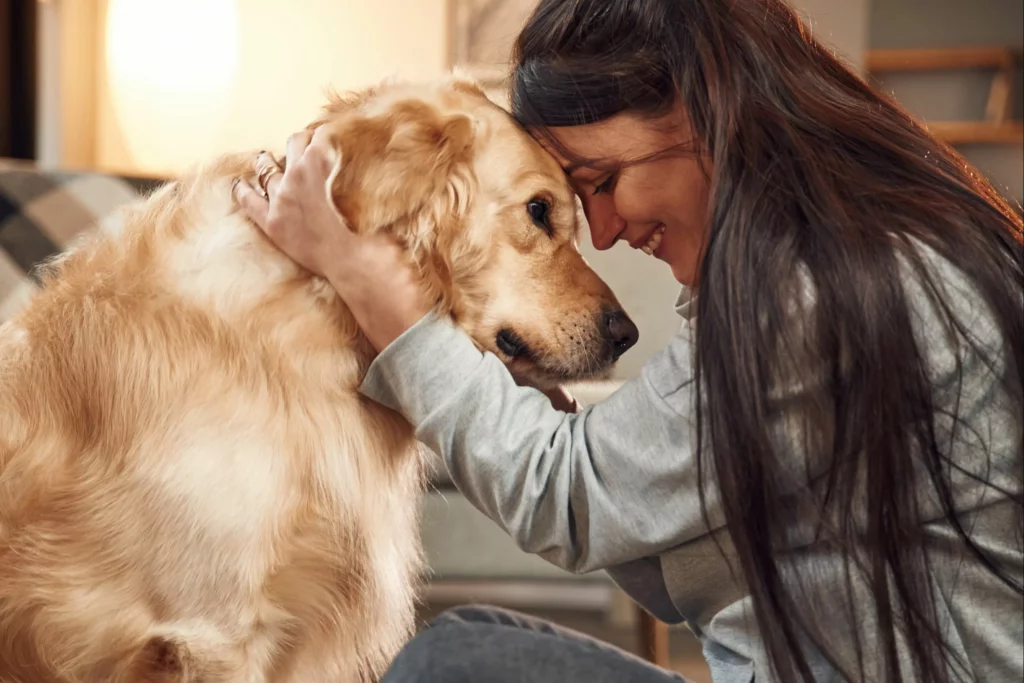 Qual o custo do imposto sobre animais de estimação?