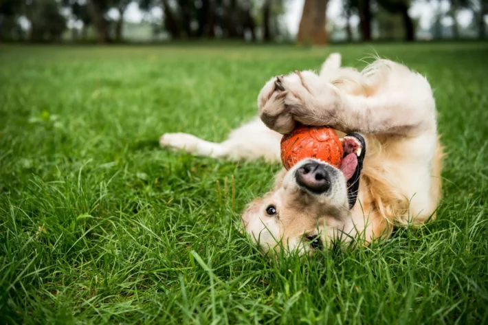 RG para pets? Descubra qual será o custo do novo documento