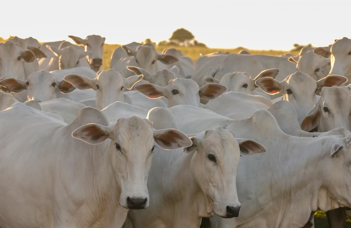 Ações da Minerva (BEEF3) sobem 3% após balanço sem consenso entre analistas