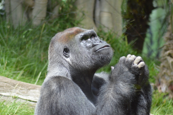 Investidores do Reddit usam seus ganhos com Gamestop para salvar gorilas