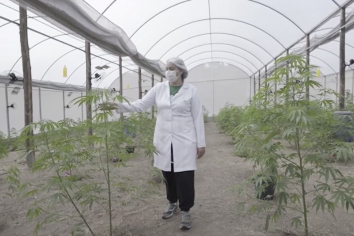 Streaming de finanças estreia com filme sobre fundos de cannabis